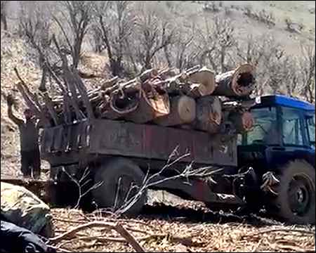Letter of Greenpeaces Annie Leonard over Turkeys illegal logging in Iraqi Kurdistan