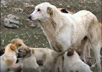 Stray dogs find home at new shelter in Sulaimani, Iraqi Kurdistan