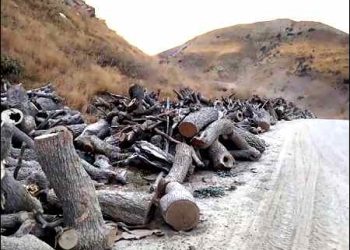 Turkey illegal logging in occupied areas of Iraqi Kurdistan