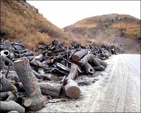 Iraqi Kurdistan loses 50% artificial forests, 30% natural forests in 50 years