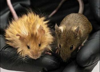 Genetically edited mice with long, thick, woolly hair at a lab in Dallas, Texas, U.S., February 2025. Photo: Colossal Biosciences/via AP