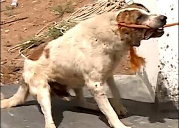 A stray dog being captured by a municipal worker in Erbil, Iraqi Kurdistan, May 2025. Photo: Screengrab from K24 TV/via iKurd.net.