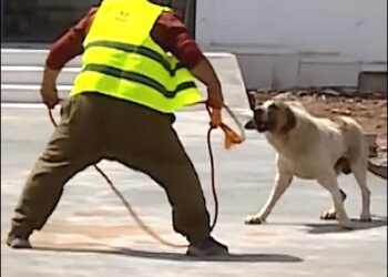 A municipal worker attempts to capture a stray dog in Erbil, Iraqi Kurdistan, May 2025. Photo: Screengrab from K24 TV via iKurd.net