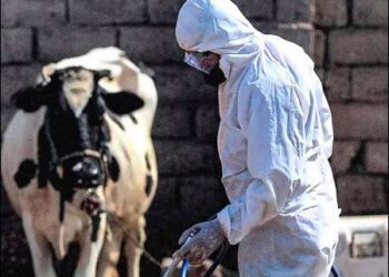 An employee of the Iraqi Health Ministry's Veterinary Department disinfects cows at a farm in southwestern Baghdad as a precaution against the spread of Congo hemorrhagic fever, May 22, 2023. Photo: AFP