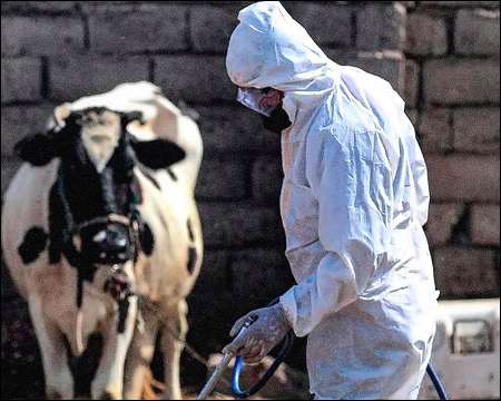 Iraqi Kurdistan reports first case of Crimean-Congo hemorrhagic fever