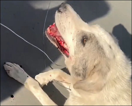 From Hell to worse: stray dogs after the bounty in Iraqi Kurdistan