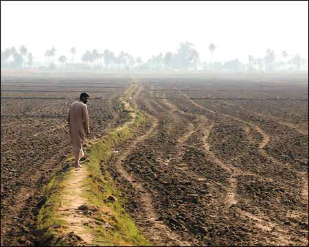 Iraqs wheat self-sufficiency dream fades amid water crisis