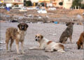 Stray dogs in Sulaimani, Iraqi Kurdistan, 2025. Photo: iKurd.net/sm