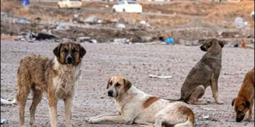 Stray dogs in Sulaimani, Iraqi Kurdistan, 2025. Photo: iKurd.net/sm