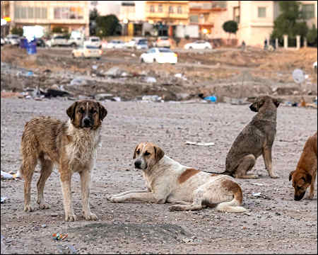 Stray Dogs of Iraqi Kurdistan and the Collapse of Human Conscience