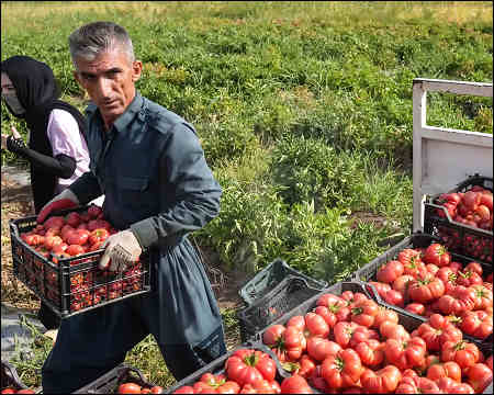 Land Distribution in Kurdistan Is an Unforgivable Crime
